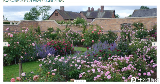 月季养植二三事 不同品种月季的养植方法 如何选购月季品种 什么值得买