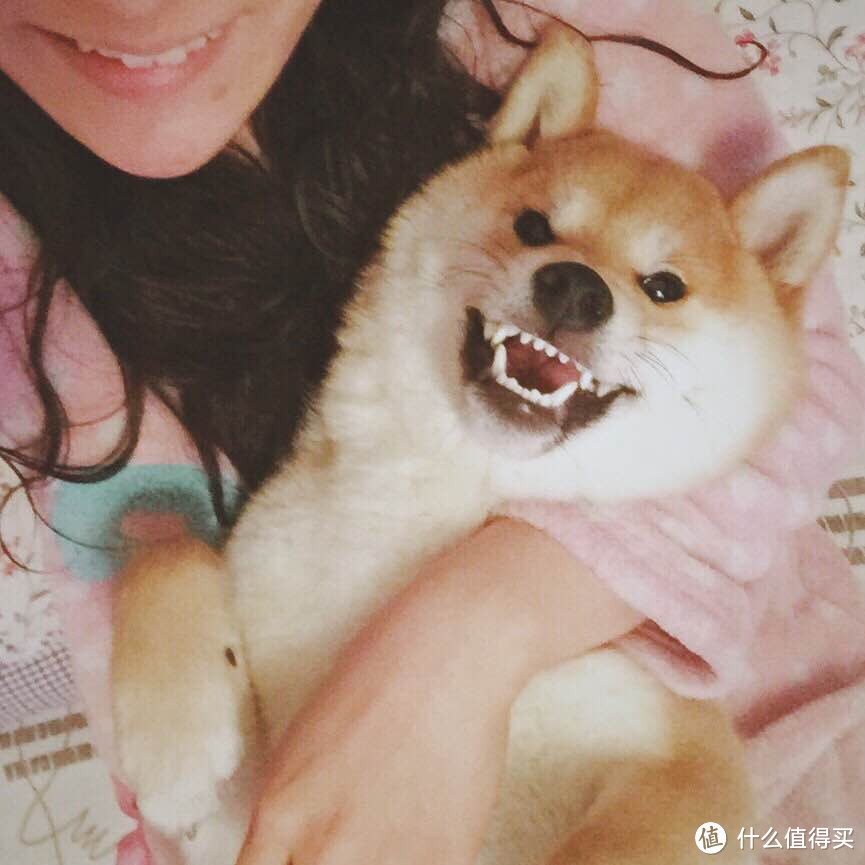 我的媳妇儿叫“英镑”：一只有着富贵名字的柴犬 — 五万