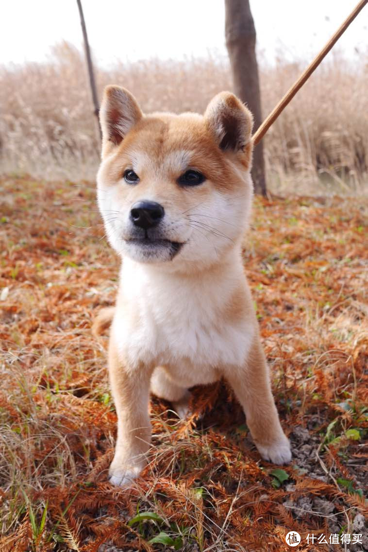 我的媳妇儿叫"英镑":一只有着富贵名字的柴犬 — 五万