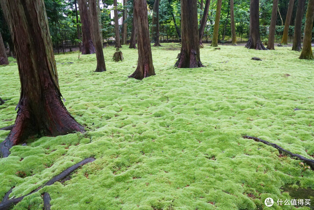 门外汉的 关西初夏 游记（多图费流量）