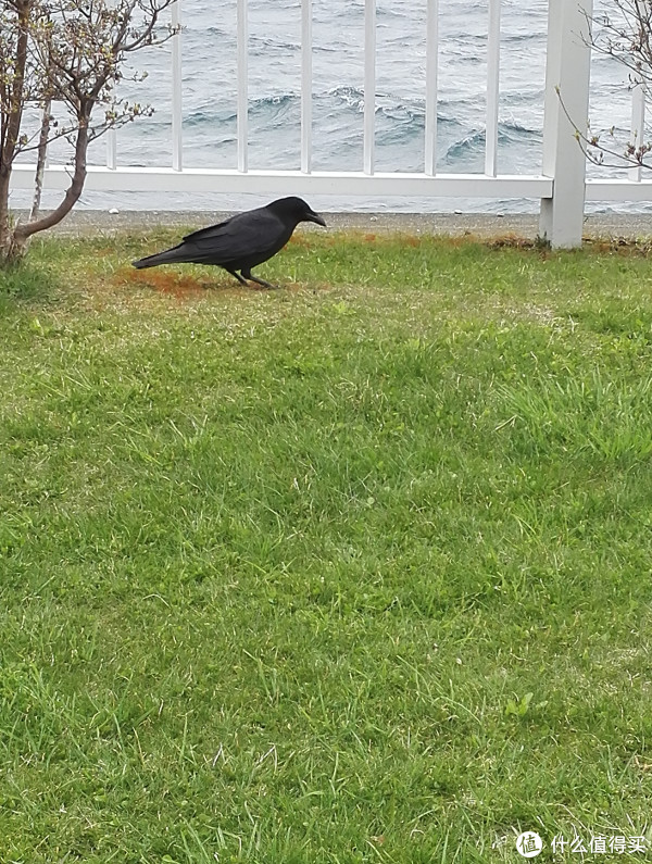 #原创新人#日本樱花季自由行见闻(特别是友都