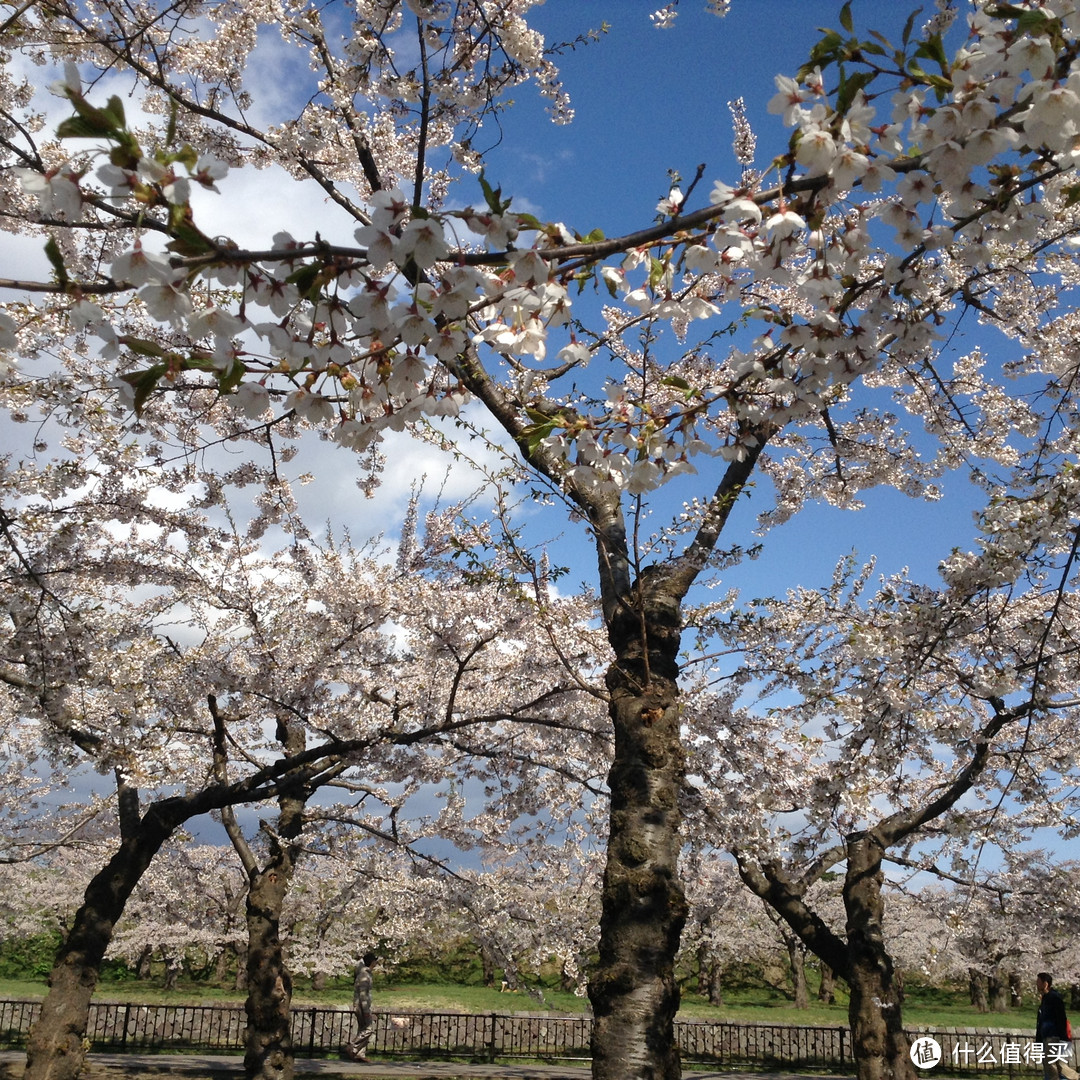 #原创新人#日本樱花季自由行见闻（特别是友都八喜和bic camera都可以讲价）