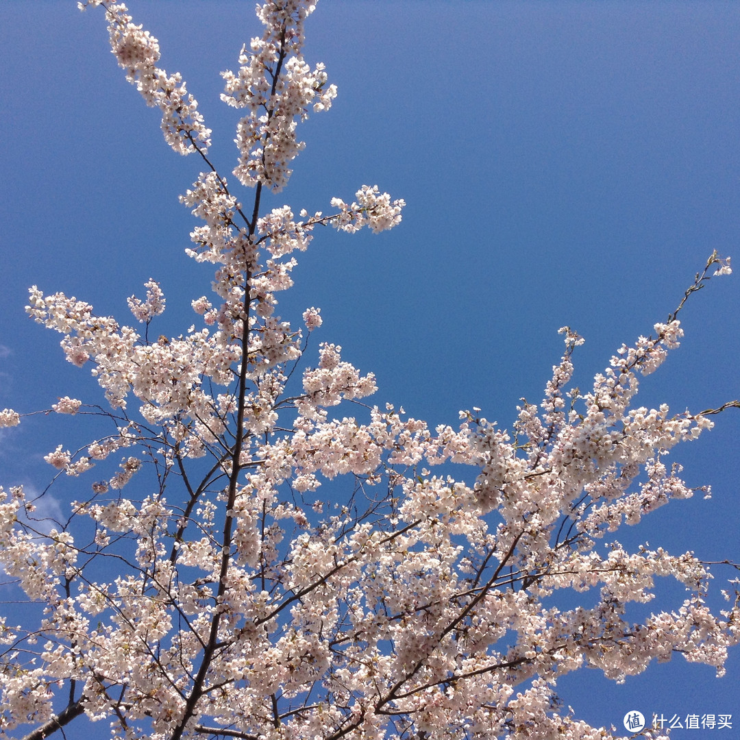 #原创新人#日本樱花季自由行见闻（特别是友都八喜和bic camera都可以讲价）