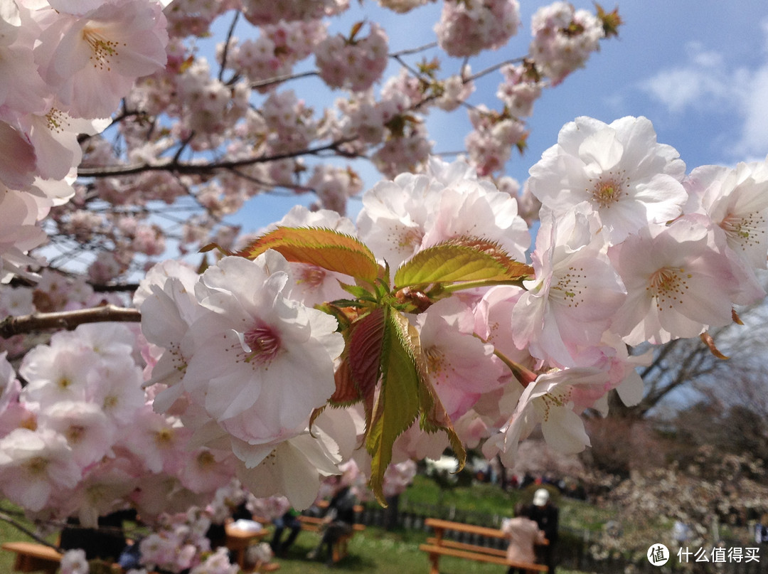 #原创新人#日本樱花季自由行见闻（特别是友都八喜和bic camera都可以讲价）