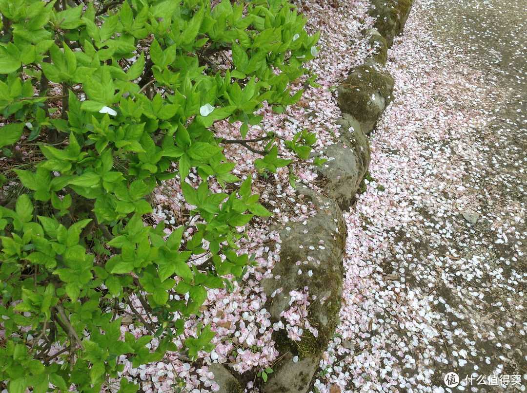 #原创新人#日本樱花季自由行见闻（特别是友都八喜和bic camera都可以讲价）