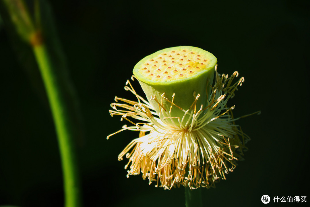 终于等到你——荷花季分享我的拍花心得