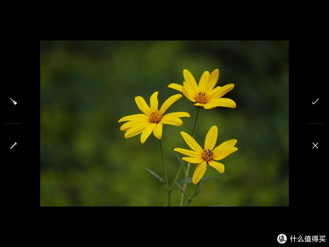 终于等到你——荷花季分享我的拍花心得