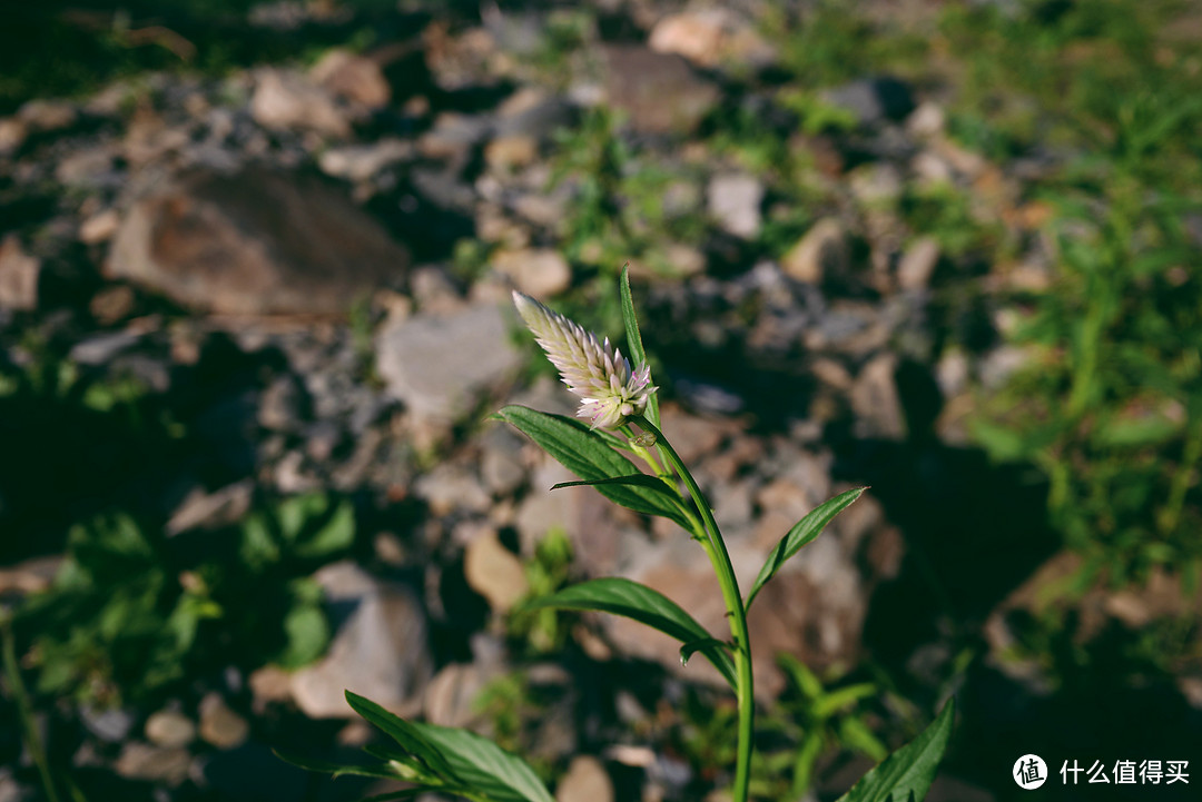 终于等到你——荷花季分享我的拍花心得