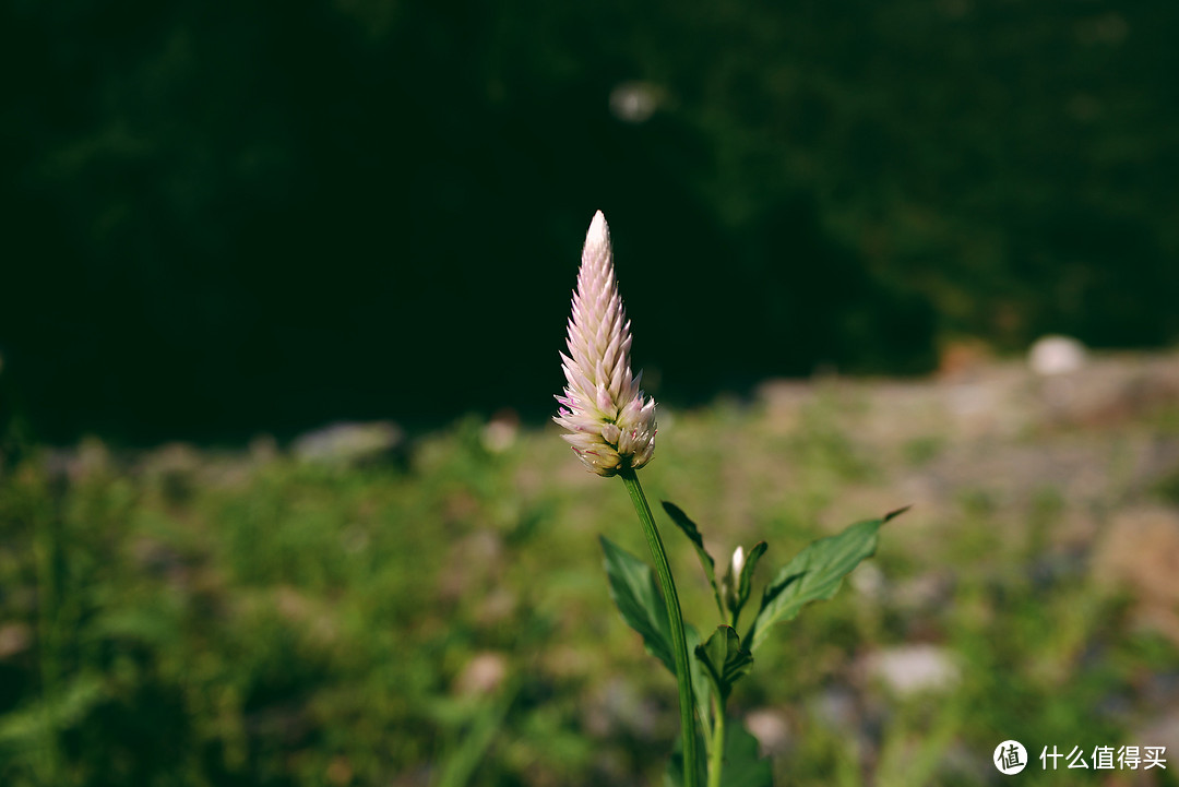 终于等到你——荷花季分享我的拍花心得