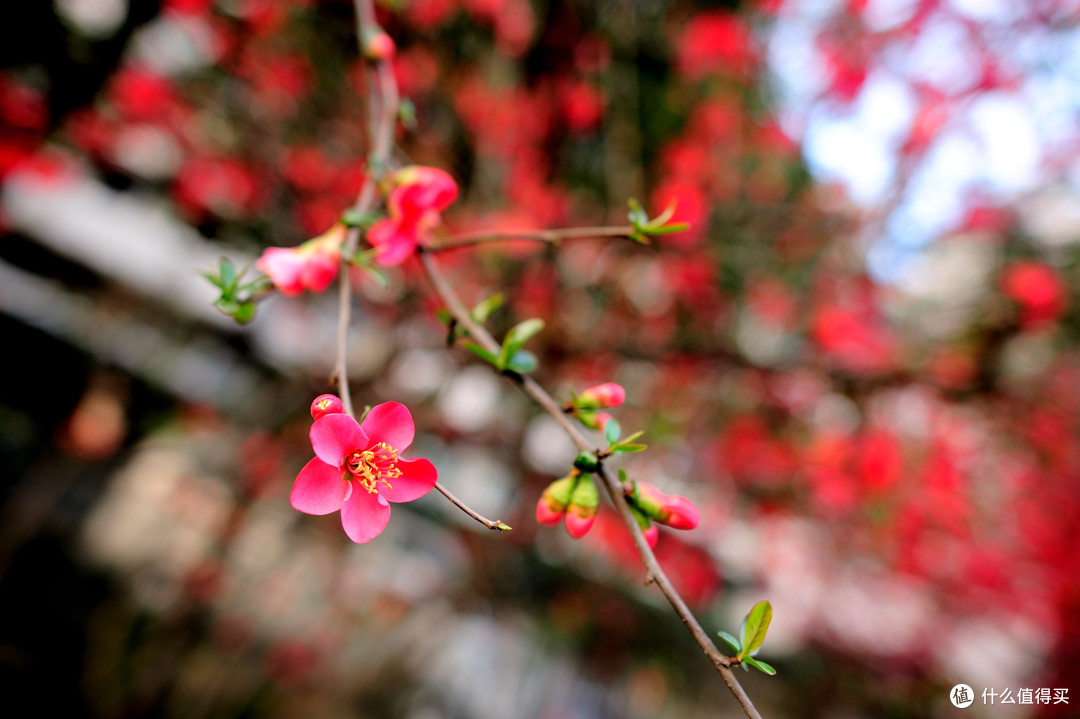 Nikon 尼康 AF-S 24mm f1.4G ED 镜头(兼谈 Nikon 尼康 58mm f1.4G镜头)