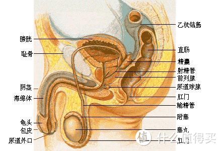 洗PP瞬间让菊花有绽放的快感：Ryoji 洗之朗 R2262 智能马桶盖