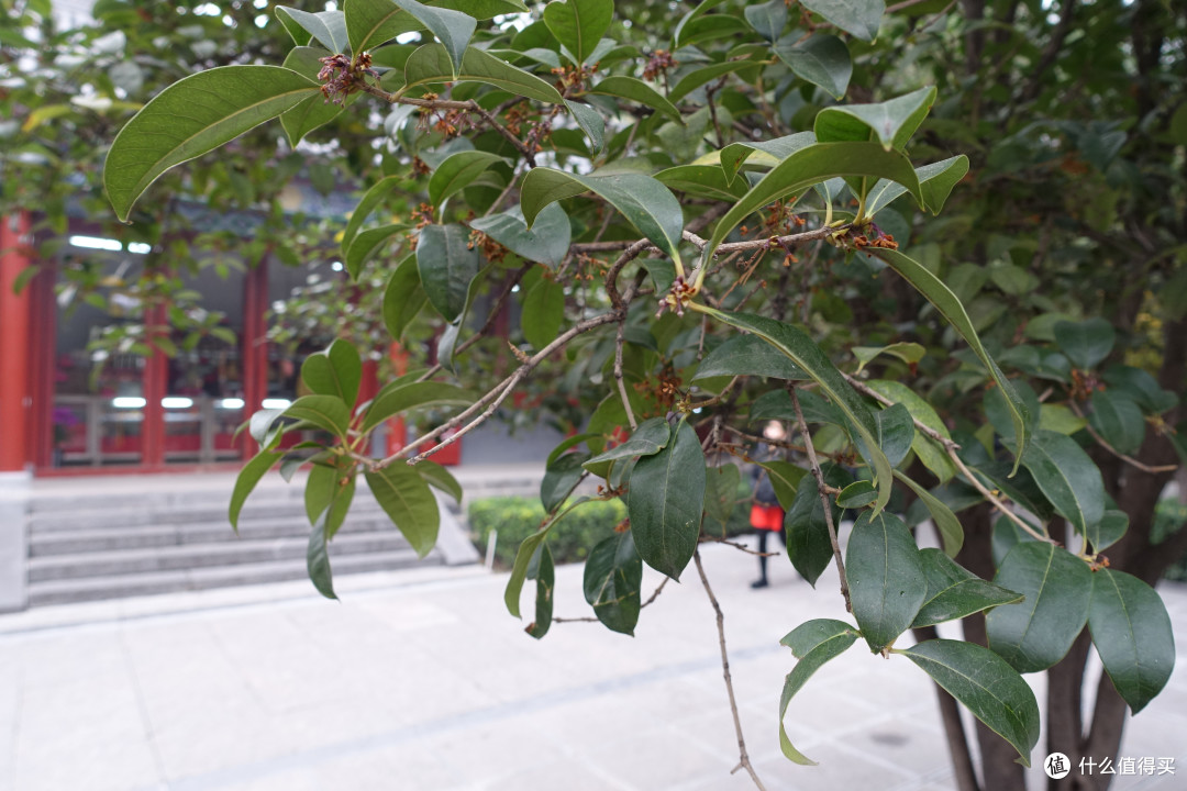 明堂+白马寺篇
