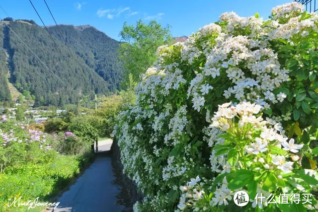 Queenstown皇后镇（下）&库克山&阿尔卑斯湖泊&Lake Tekapo蒂卡波湖&Dunedin但尼丁（上）