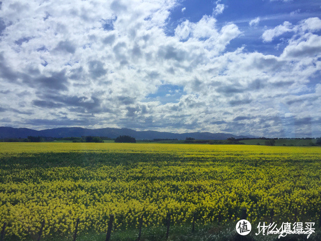 Queenstown皇后镇（下）&库克山&阿尔卑斯湖泊&Lake Tekapo蒂卡波湖&Dunedin但尼丁（上）