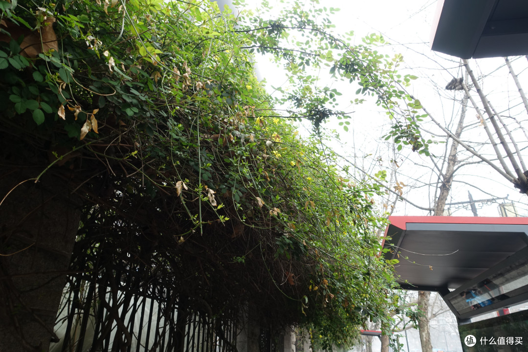 玄武湖公园+雨花台篇