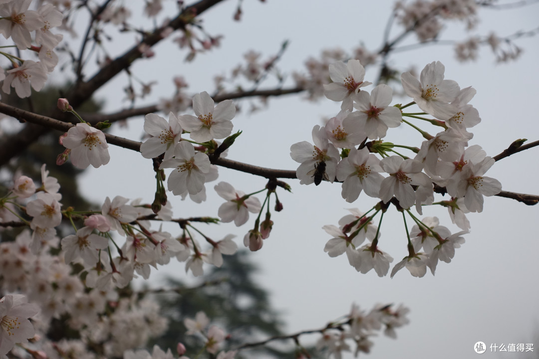玄武湖公园+雨花台篇