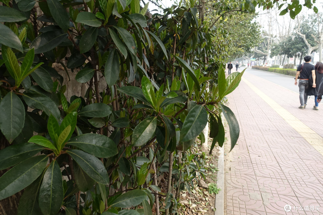 玄武湖公园+雨花台篇