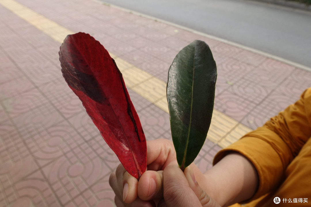 玄武湖公园+雨花台篇