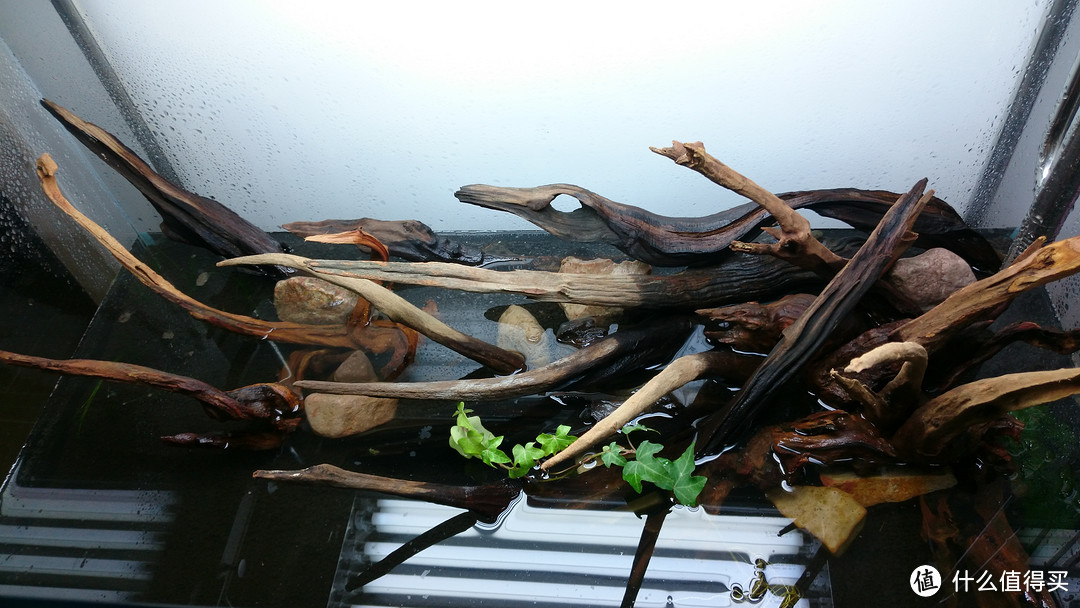 DIY水草缸：自然水草生态系统，清新舒适家居生活