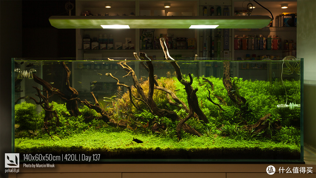 Diy水草缸 自然水草生态系统 清新舒适家居生活 鱼缸 什么值得买