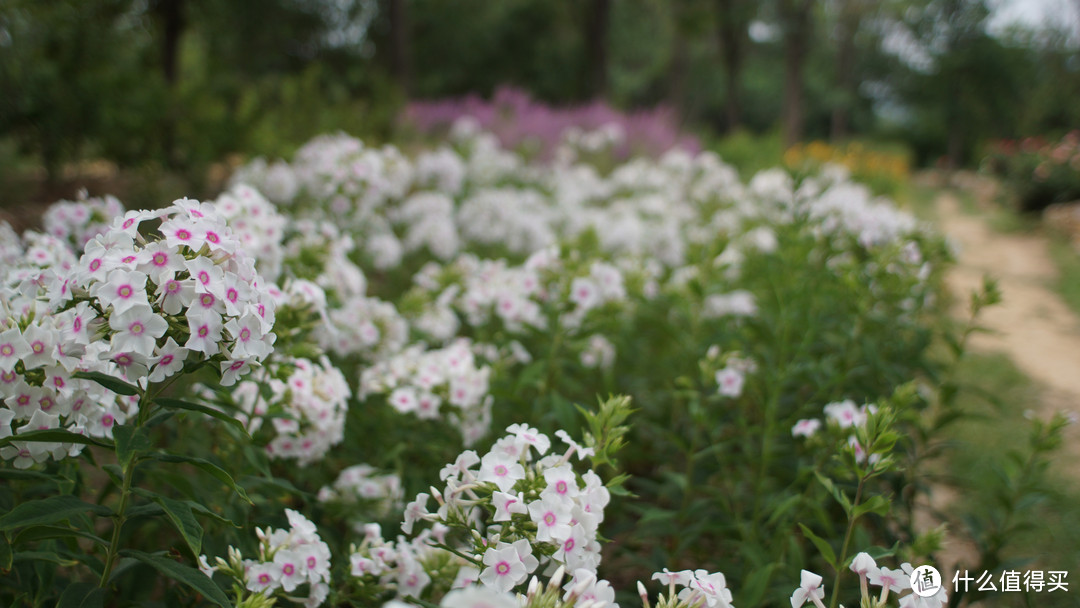 尼康nikon ais 24/f2.8 手动头试玩+北京植物园随手拍