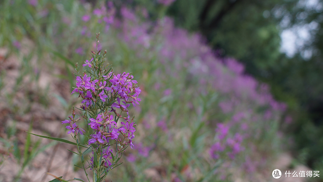 尼康nikon ais 24/f2.8 手动头试玩+北京植物园随手拍