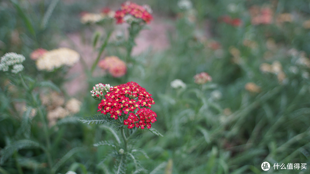 尼康nikon ais 24/f2.8 手动头试玩+北京植物园随手拍