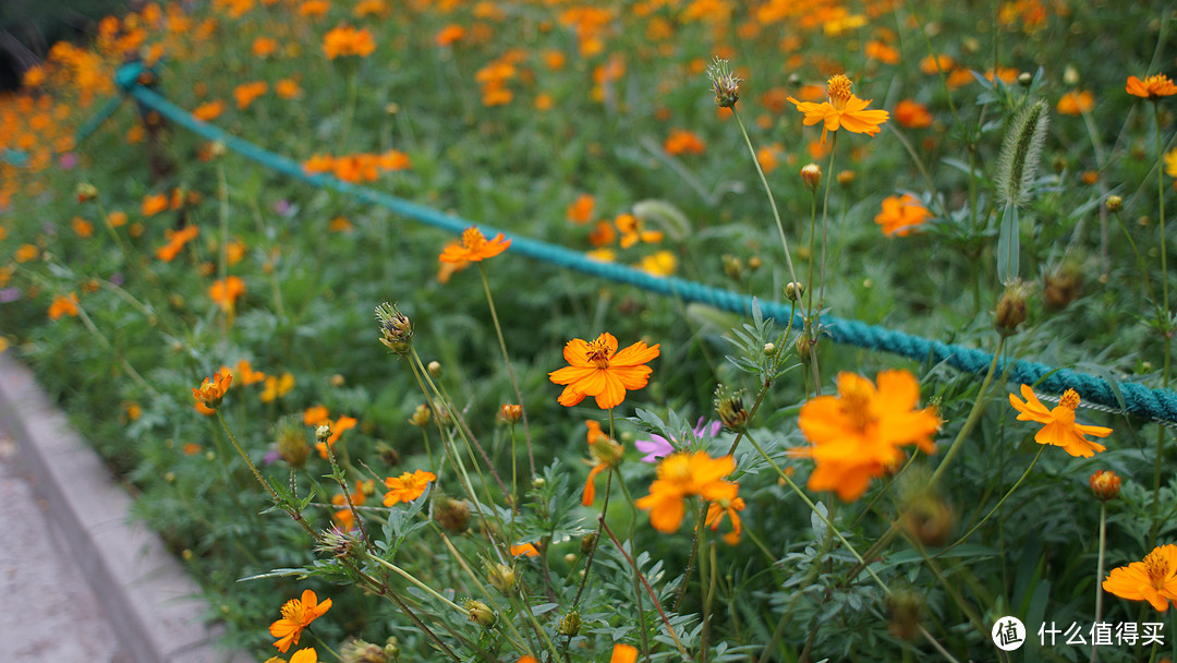 尼康nikon ais 24/f2.8 手动头试玩+北京植物园随手拍