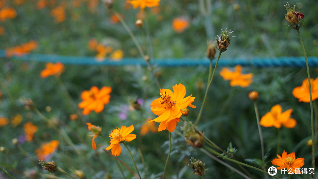 尼康nikon ais 24/f2.8 手动头试玩+北京植物园随手拍