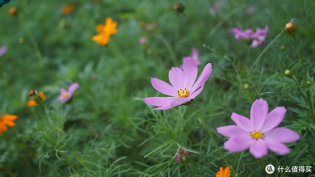 尼康nikon ais 24/f2.8 手动头试玩+北京植物园随手拍