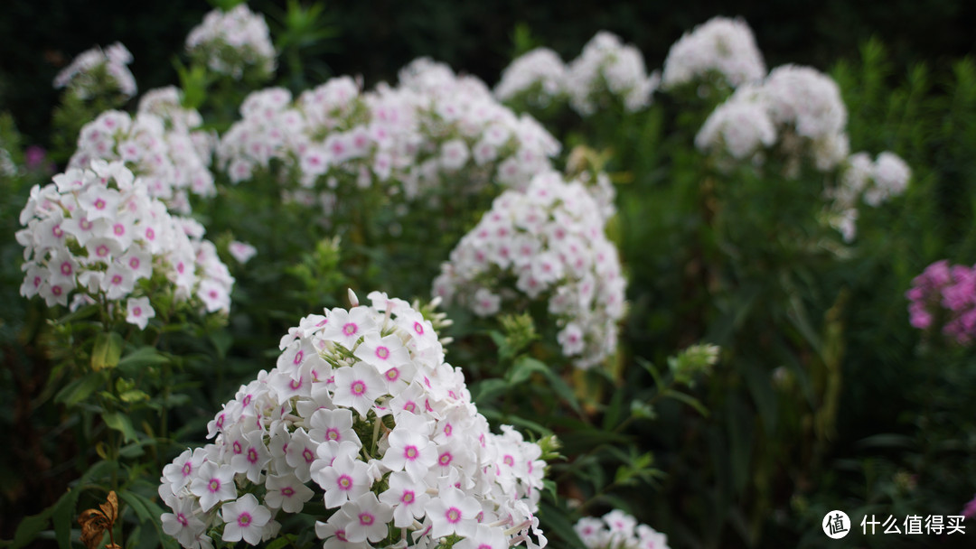 尼康nikon ais 24/f2.8 手动头试玩+北京植物园随手拍