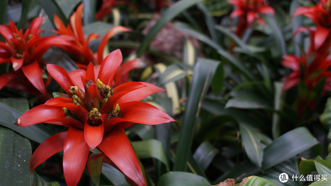 尼康nikon ais 24/f2.8 手动头试玩+北京植物园随手拍