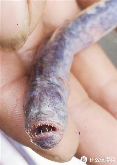 七鳃鳗吃人美食图片
