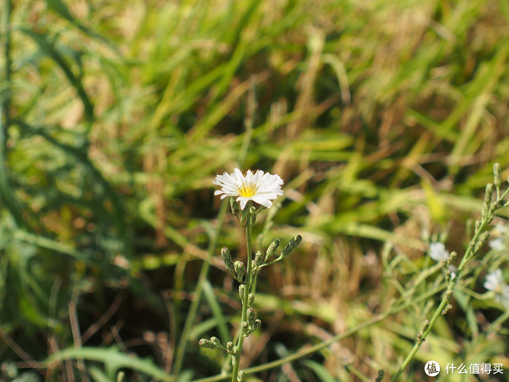 #本站首晒# 迟晒的生日礼物 — OLYMPUS 奥林巴斯 M.ZUIKO DIGITAL ED 12-40mm F2.8 PRO 镜头