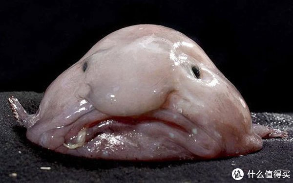大自然的搬运工:聊一聊那些年的"外星鱼"图片高能预警