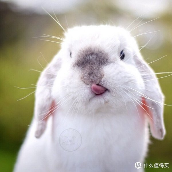 赐你一只兔子的美味—冷吃兔