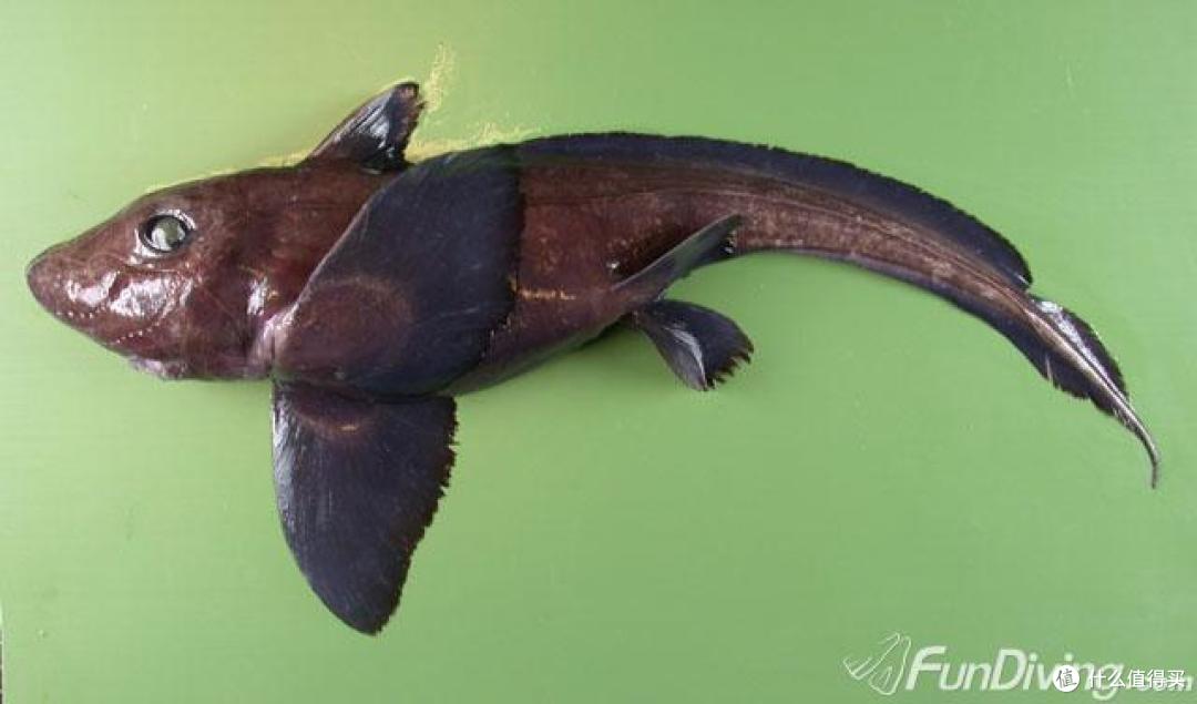 大自然的搬运工聊一聊那些年的外星鱼图片高能预警