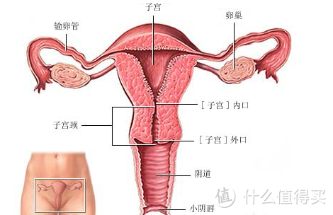 写在HPV疫苗希瑞适®批准上市之际