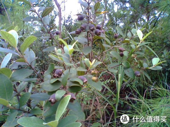 這個網上居然有的賣~京東栢晟 崗捻子 野生崗捻子 幹山稔果 桃金娘果