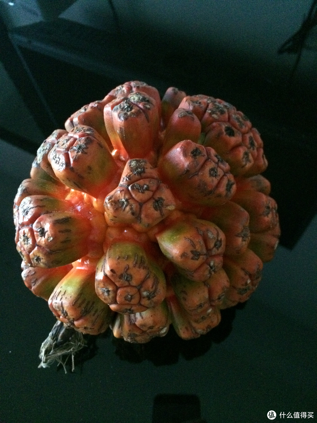 这是某人去下川岛旅游带过来的"恶魔果实".