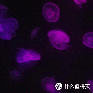 学习保护海洋：香港海洋公园自助一日游