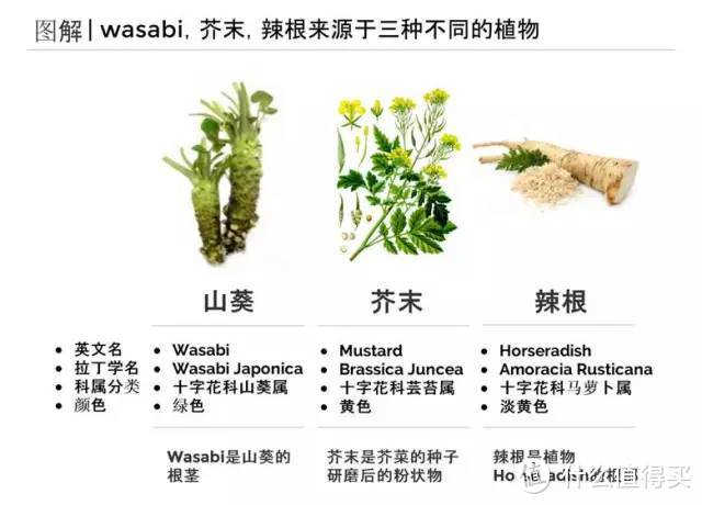 一期一会饮食指南——Wasabi，是芥末是山葵还是什么？