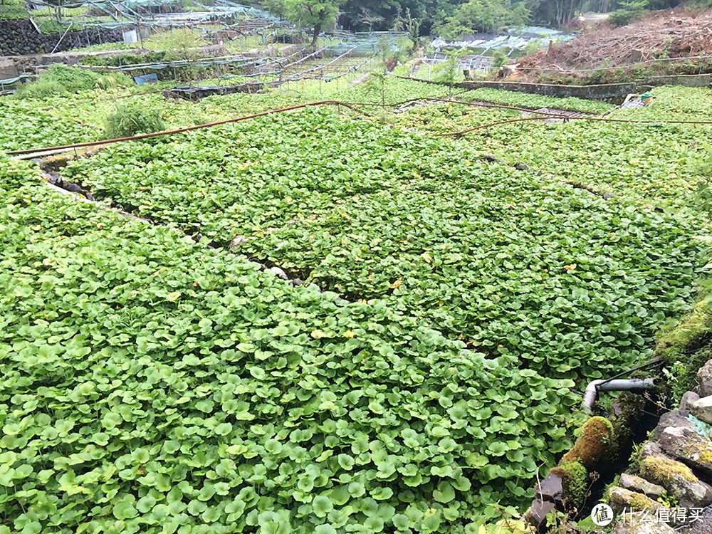 一期一会饮食指南——Wasabi，是芥末是山葵还是什么？