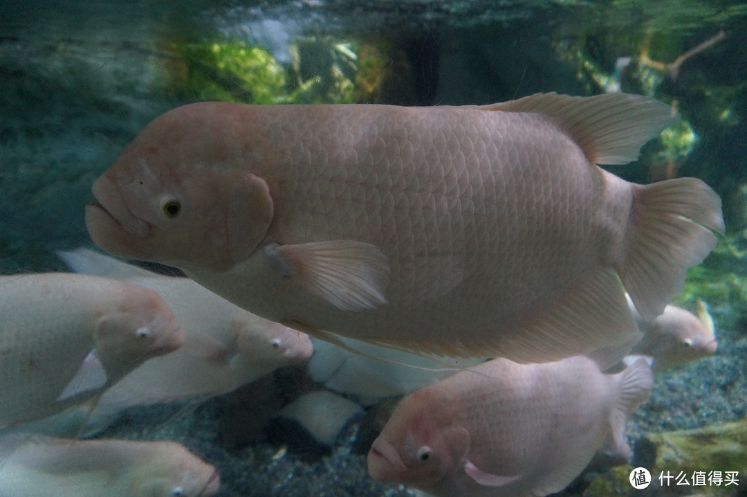 Day 3: 三星体验馆，COEX水族馆