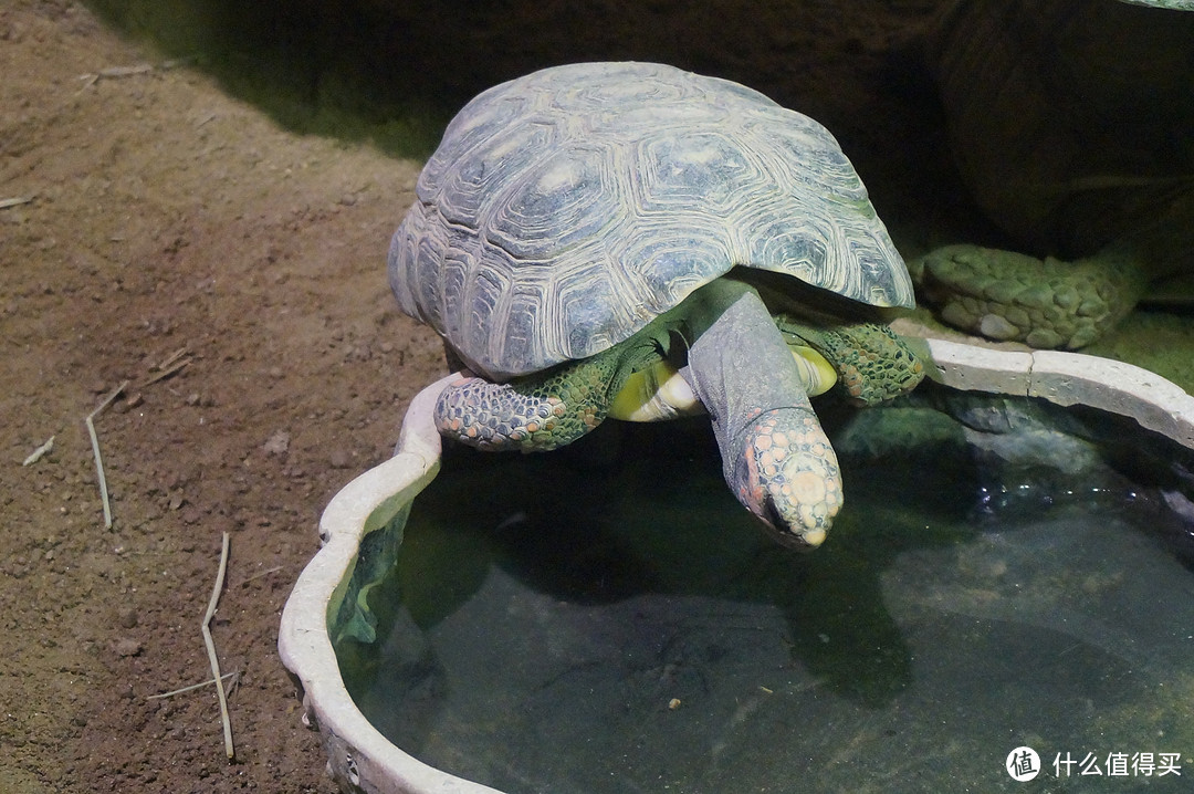 Day 3: 三星体验馆，COEX水族馆