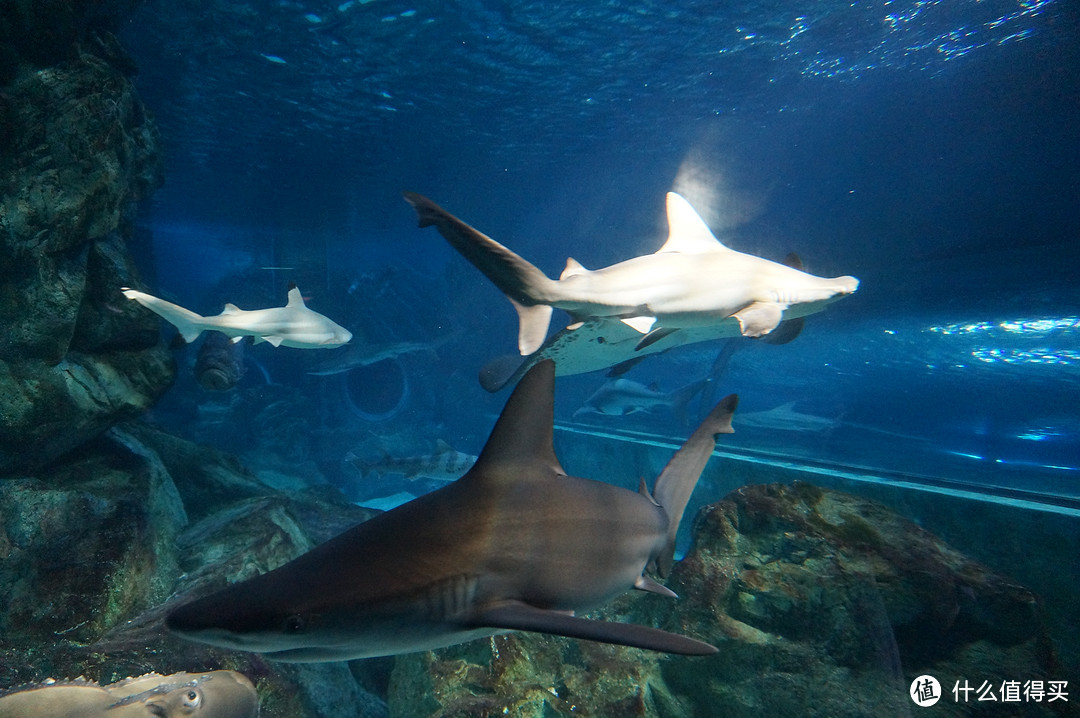 Day 3: 三星体验馆，COEX水族馆