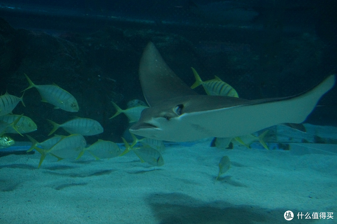 Day 3: 三星体验馆，COEX水族馆