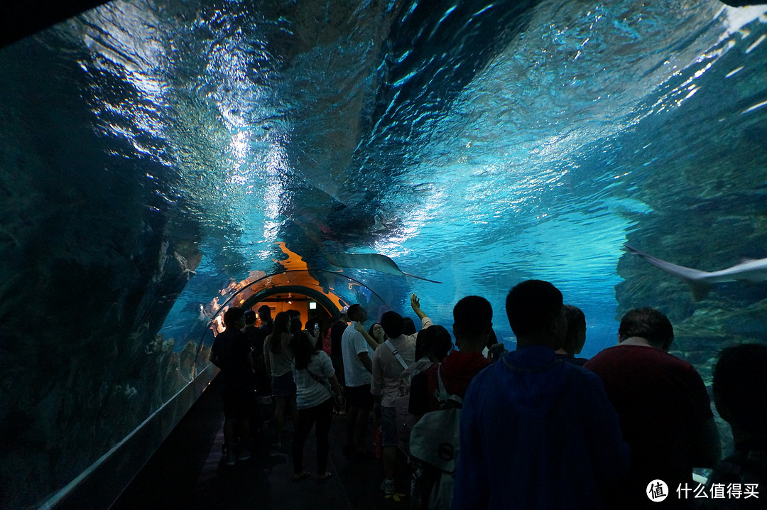 Day 3: 三星体验馆，COEX水族馆