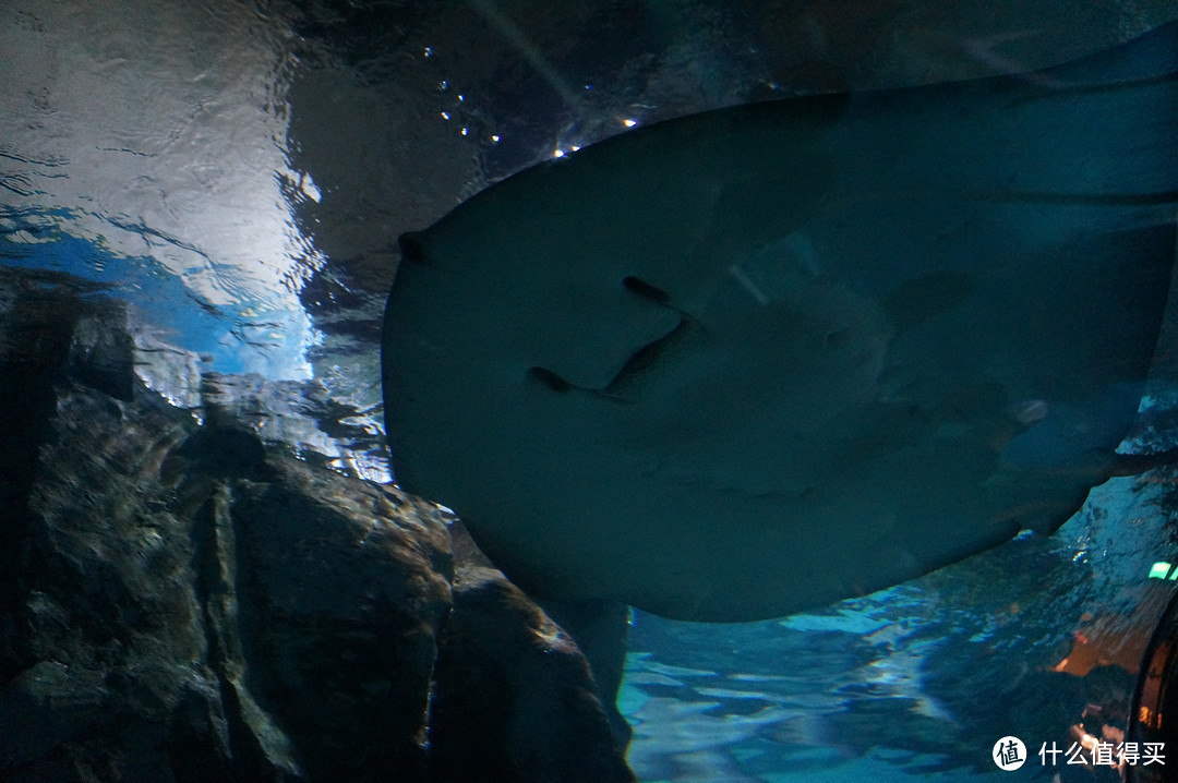 Day 3: 三星体验馆，COEX水族馆