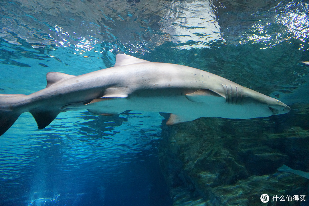 Day 3: 三星体验馆，COEX水族馆